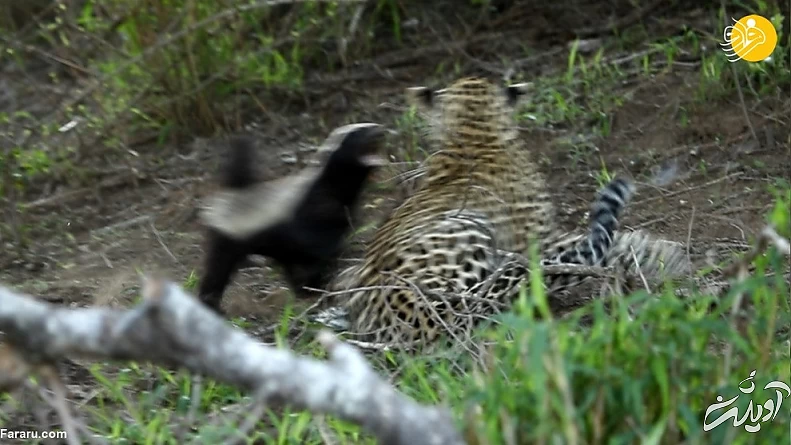 (ویدئو) حمله وحشتناک گورکن عسل&zwnj;خوار به پلنگ